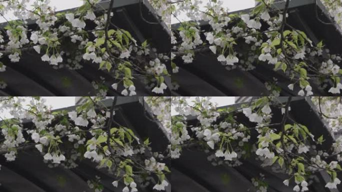 树梢枝头盛开的白色花朵樱花