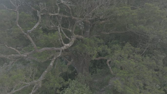 4k巨树大树 热带雨林海南森林五指山航拍