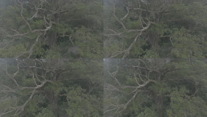 4k巨树大树 热带雨林海南森林五指山航拍