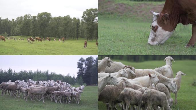 天然牧场有机牧场草原牛群羊群放牧羊牧牛
