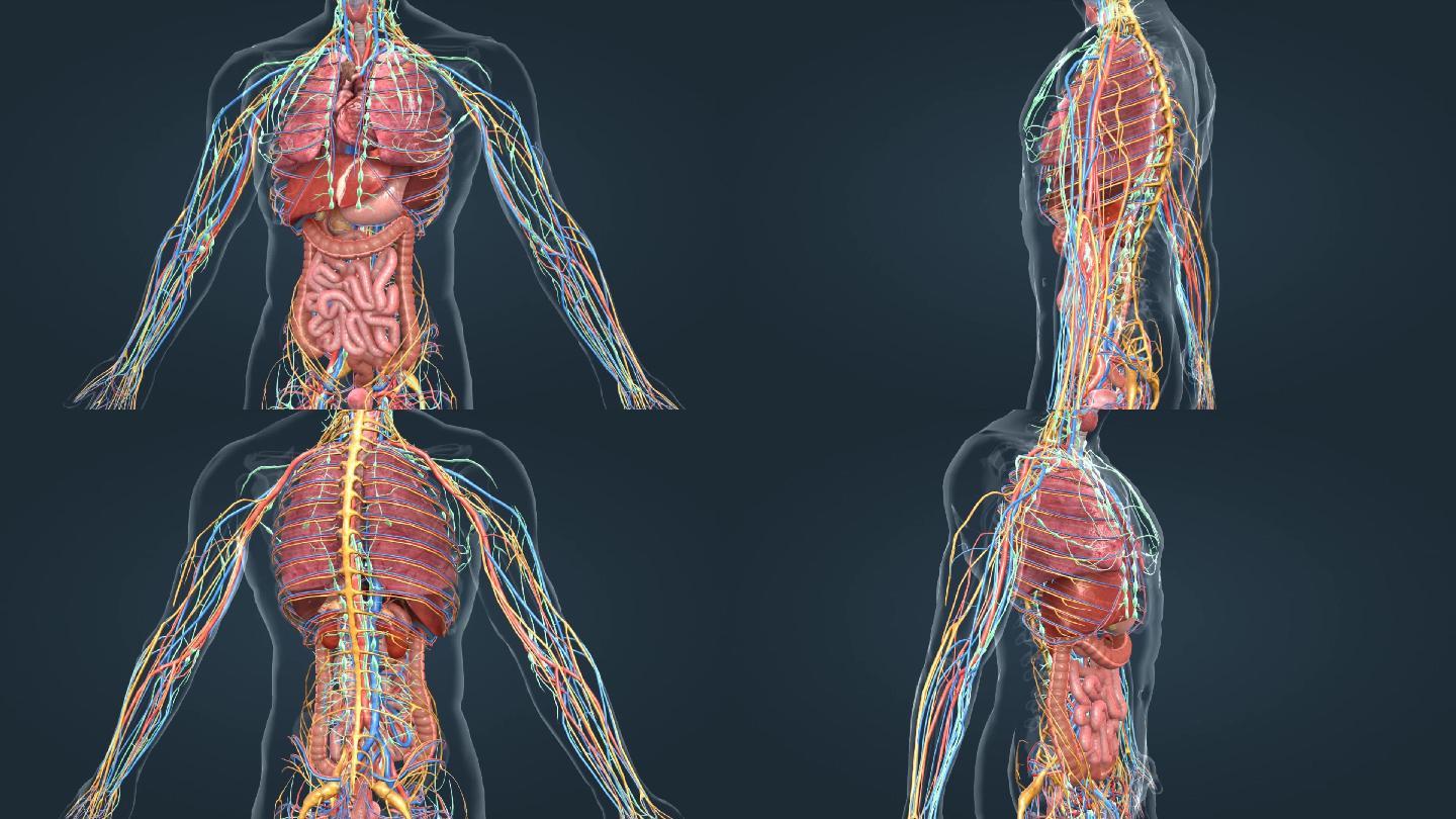 医学人体解剖消化系统上消化道三维动画
