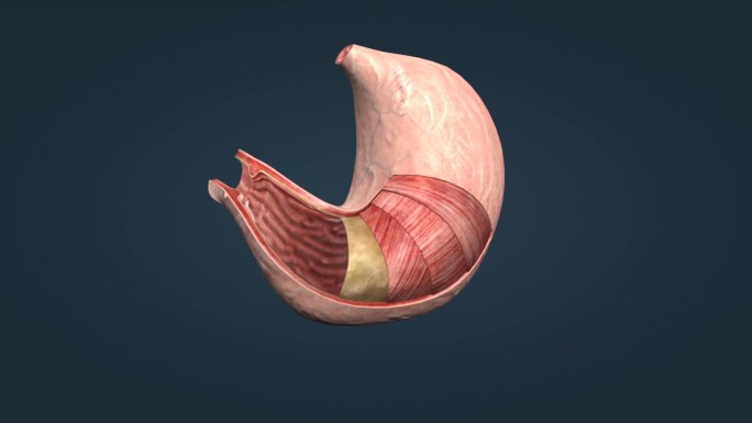 胃部解剖贲门幽门浆膜黏膜环形纵形平滑肌层