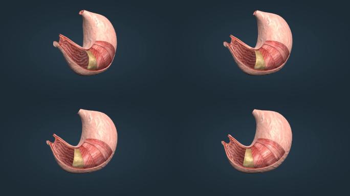 胃部解剖贲门幽门浆膜黏膜环形纵形平滑肌层