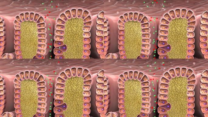 胃酸产生胃蛋白酶原黏液层壁细胞胃襞动画