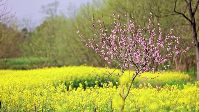 油菜花地桃花开