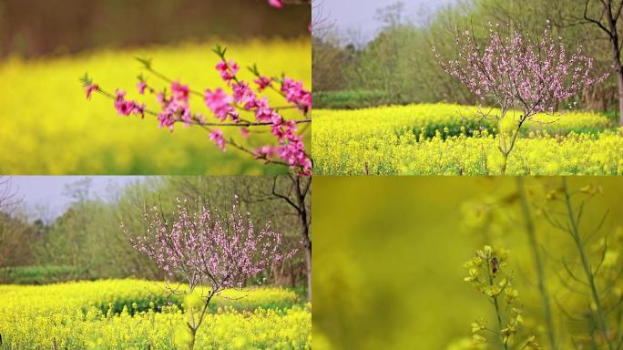 油菜花地桃花开