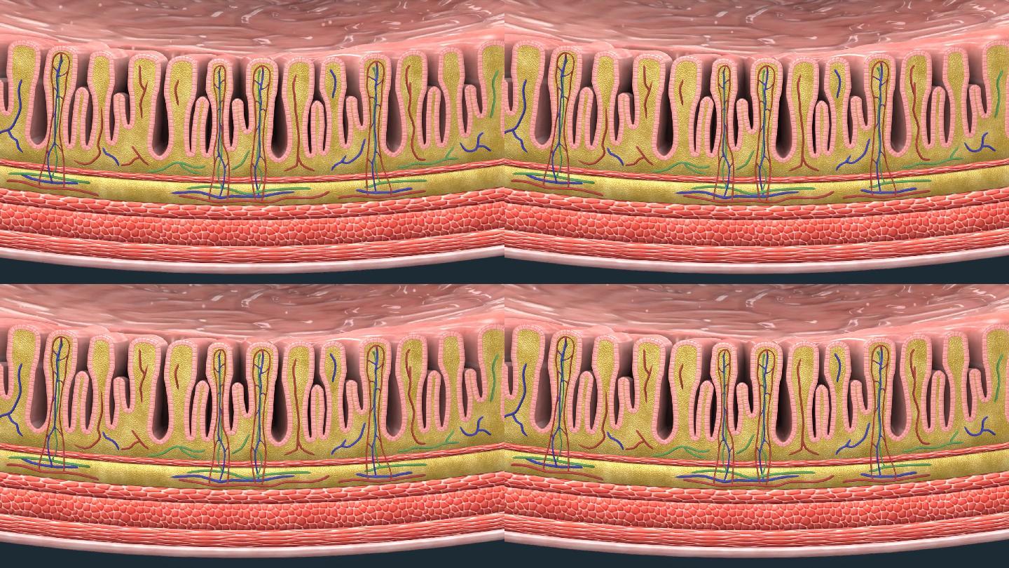 胃襞胃壁蛋白酶原黏液层壁细胞小凹型HCI