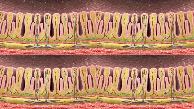 黏膜浆膜胃酸产生壁细胞主细胞小凹型HCI