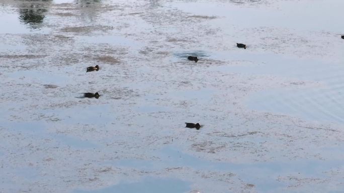 鸭群在水面戏水4K实拍