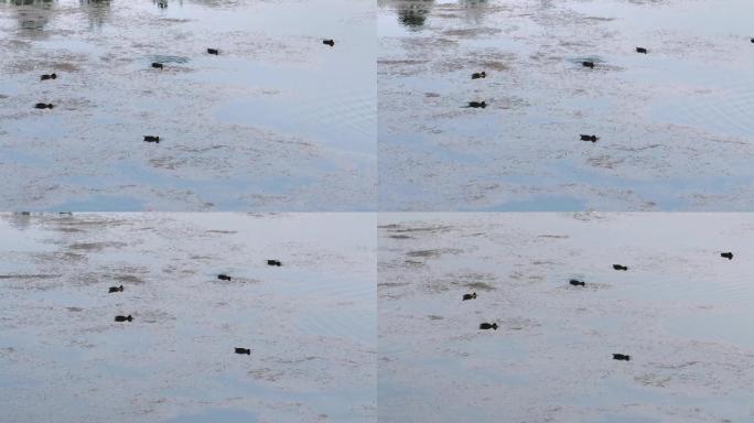 鸭群在水面戏水4K实拍