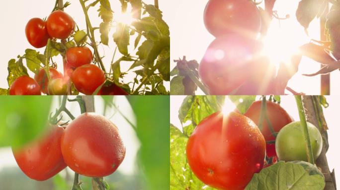 成熟西红柿番茄阳光