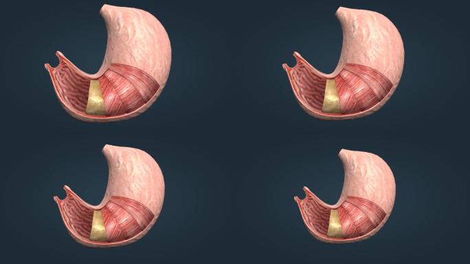 胃解剖 胃襞 贲门 胃道 幽门胃小凹动画