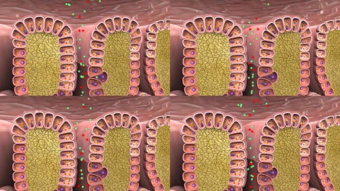 胃酸产生胃蛋白酶原黏液胃襞胃蠕动三维动画