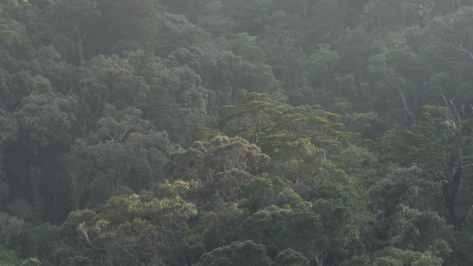 4k巨树大树 热带雨林海南森林五指山航拍