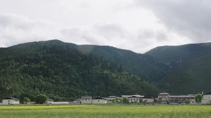 山下广阔的油菜花田4k