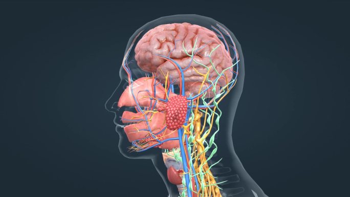 3D医学人体大脑口腔上消化道腺体三维动画