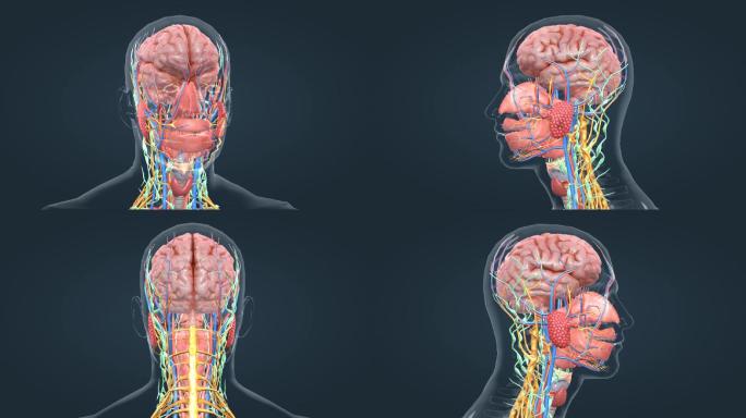 3D医学人体大脑口腔上消化道腺体三维动画