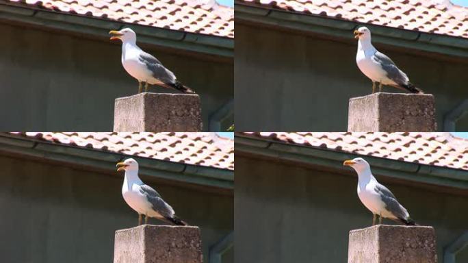 屋顶上的海鸥