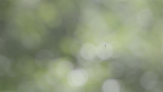 慢动作蒲公英兰花森林热带雨林海南植物