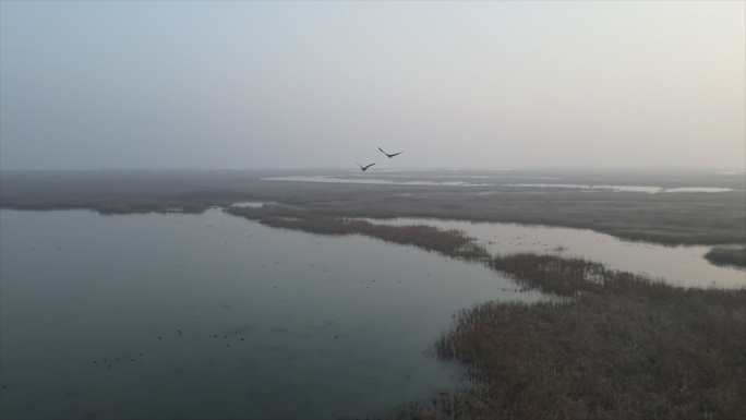 东营 黄河三角洲保护区 鸟类 航拍 生态