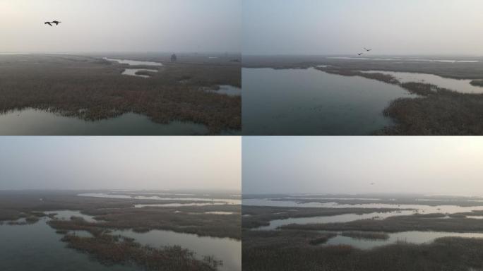 东营 黄河三角洲保护区 鸟类 航拍 生态