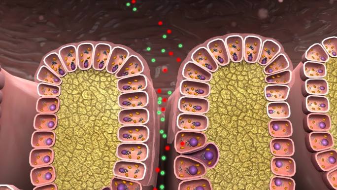 胃襞黏液层壁细胞主细胞小凹型细胞HCI2
