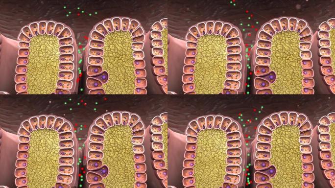 胃襞黏液层壁细胞主细胞小凹型细胞HCI2