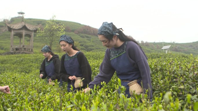 茶山采茶