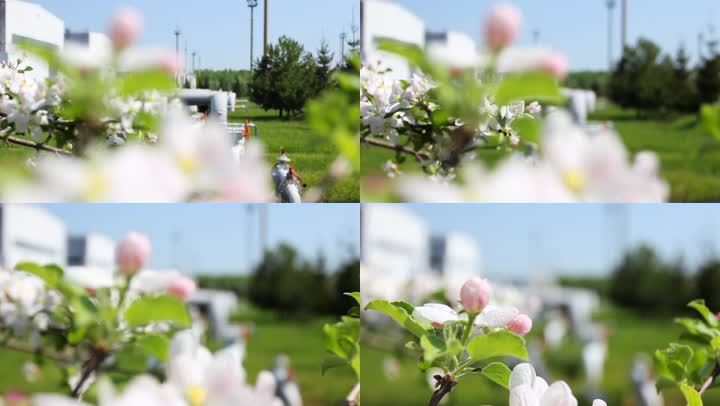 压缩机站带涡轮机，然后缓慢聚焦于白色和粉色的苹果花，特写