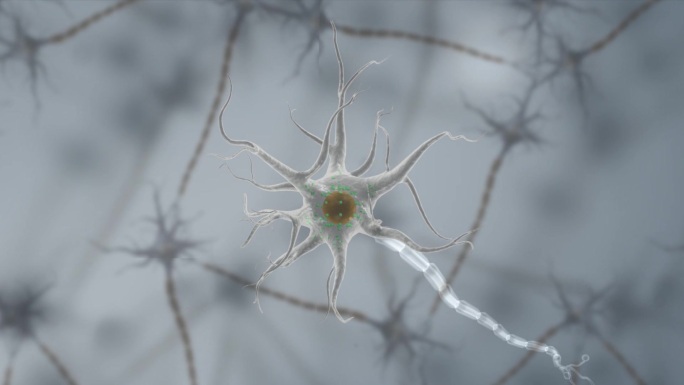 神经胞体树突树突尼氏体细胞膜细胞核
