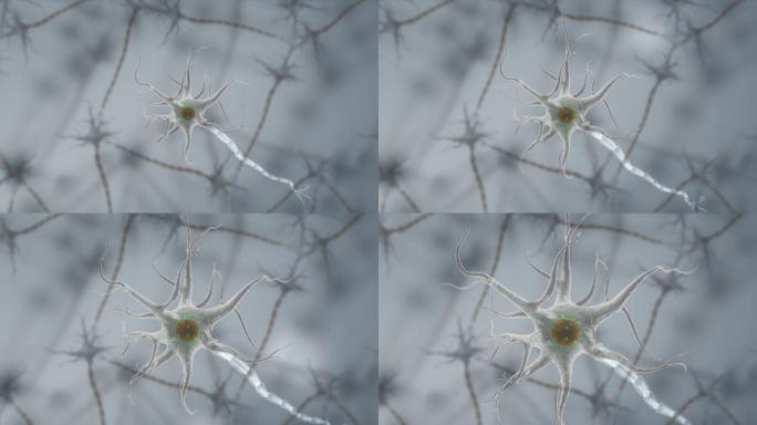 神经胞体树突树突尼氏体细胞膜细胞核