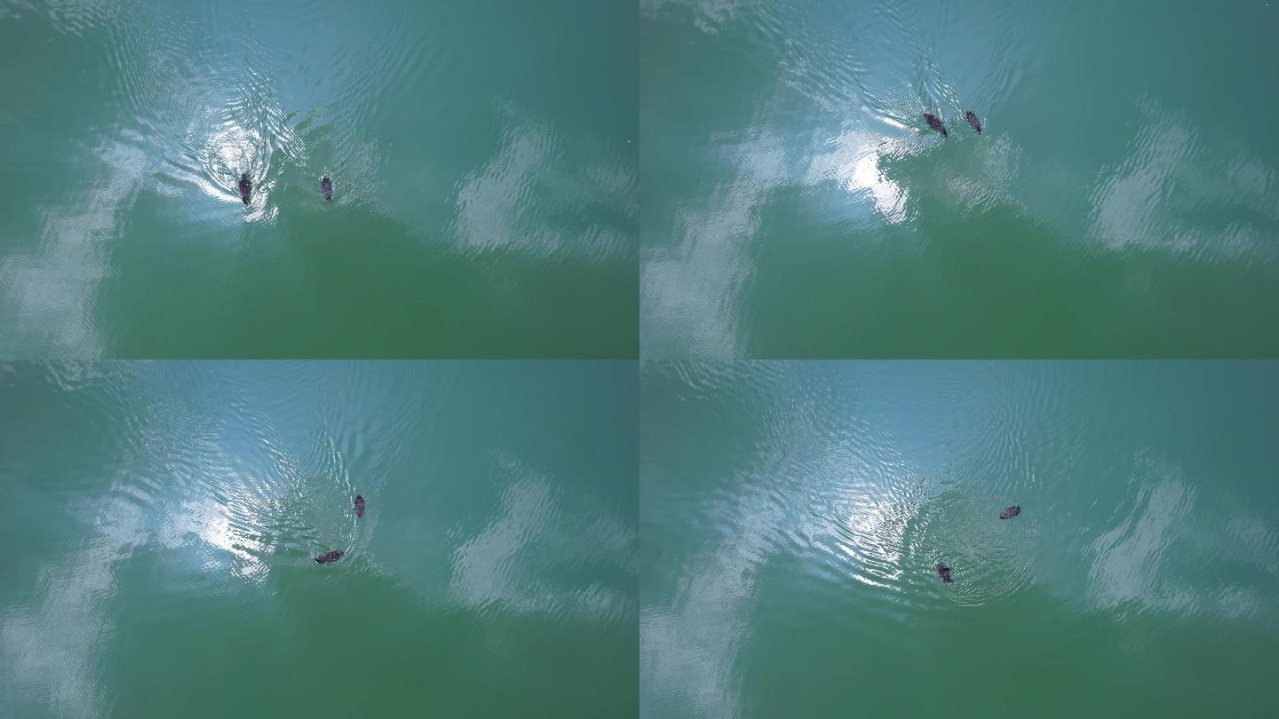 两只鹅在水中游2/2