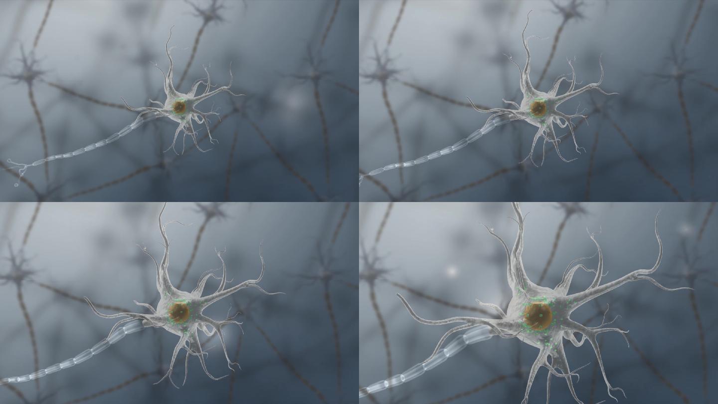 神经胞体树突神经纤维神经元三维动画