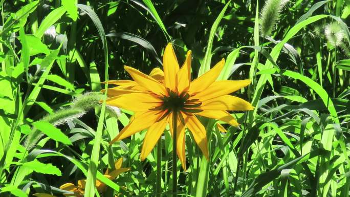 阳光照射草地上一朵菊花