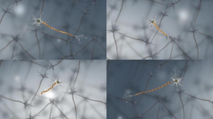 生物细胞神经元神经传导医学三维动画