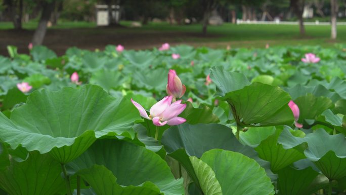 夏日阳光下的南京玄武湖荷花