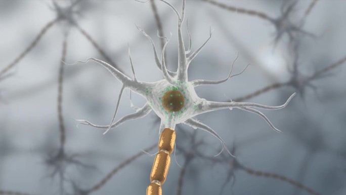 医学神经系统神经元神经细胞三维动画