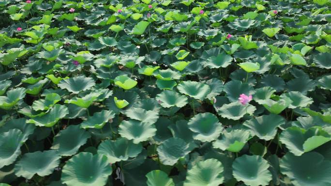 夏日阳光下的南京玄武湖荷花