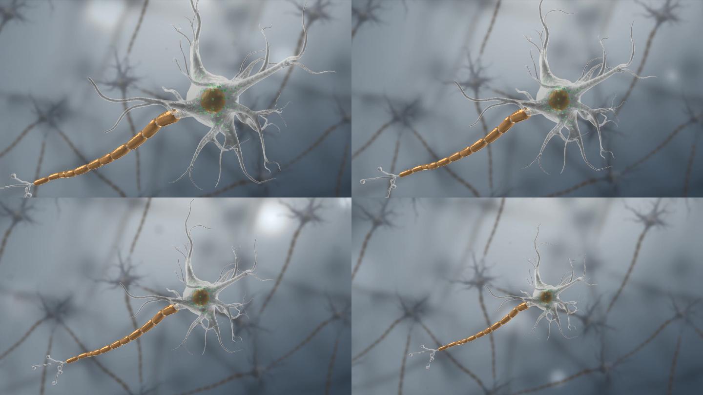 神经元神经细胞三维动画