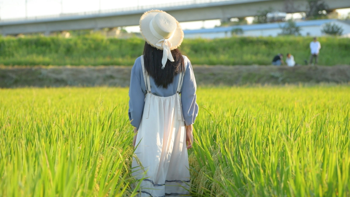 4K夏日稻田里的少女