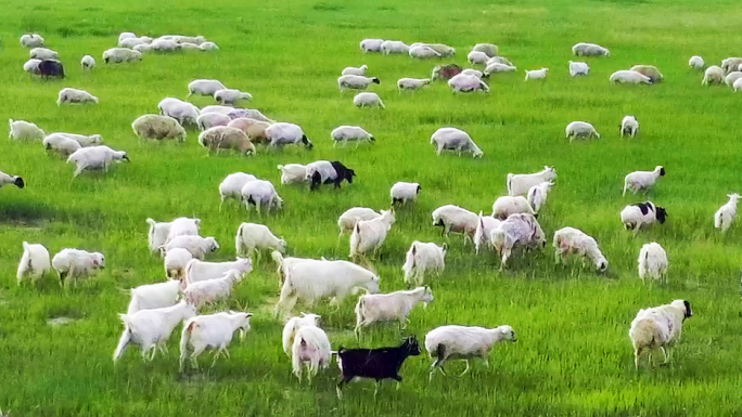 羊群蒙古羊草原羊群