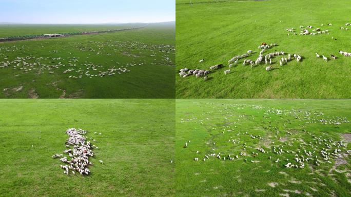 羊群蒙古羊草原羊群