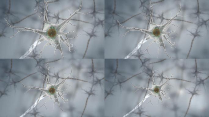 神经胞体树突树突尼氏体细胞膜细胞核神经元