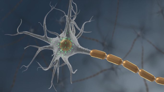 医学生物细胞神经树突轴突细胞膜三维动画