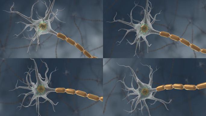 医学生物细胞神经树突轴突细胞膜三维动画