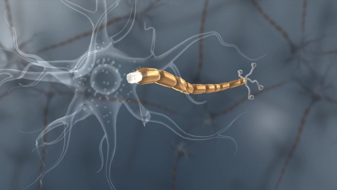 医学神经胞体树突树突尼氏体细胞膜神经元