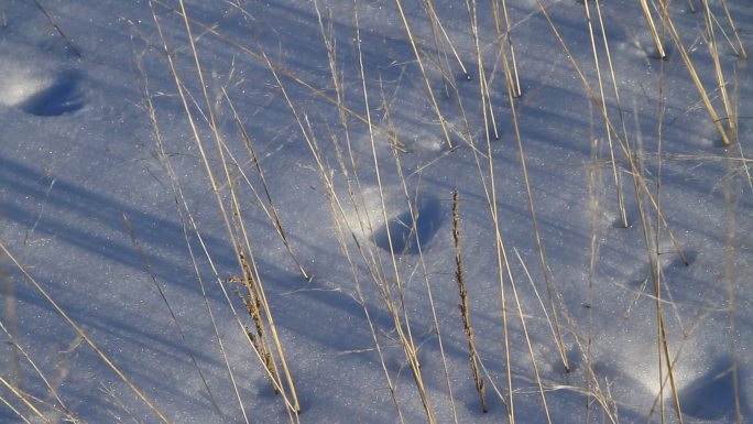 雪原风中的荒草