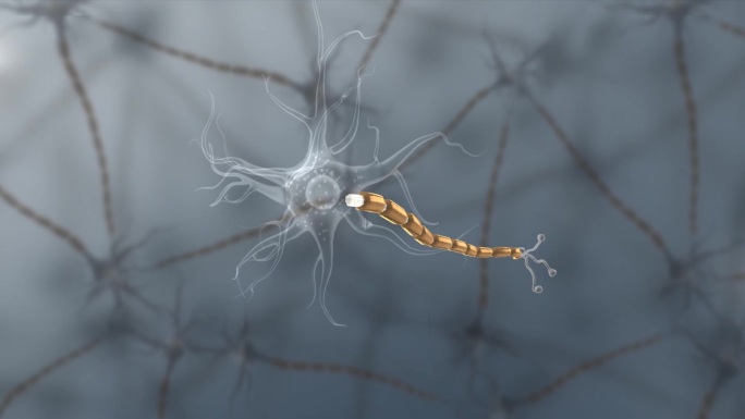 医学神经束轴突终树突神经终板神经胶质生物