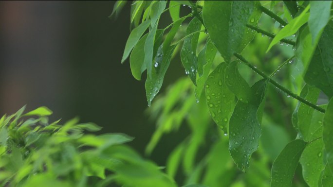 雨中树叶润物细无声