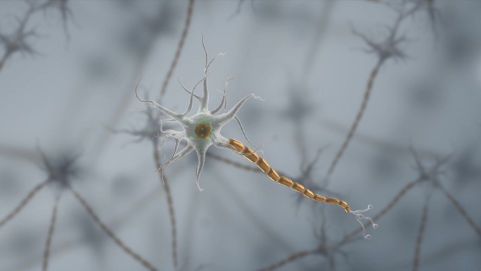 神经元神经树突轴突细胞膜三维动画
